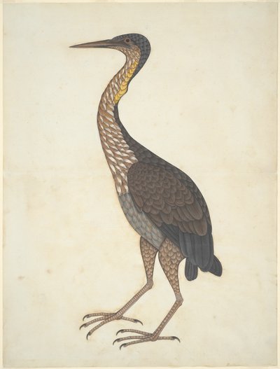Purpurreiher (Ardea purpurea) von Unknown artist