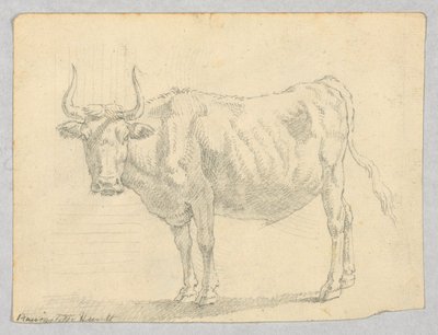 Studie einer Kuh von Unknown artist
