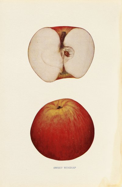 Süßer Winesap von Unknown artist