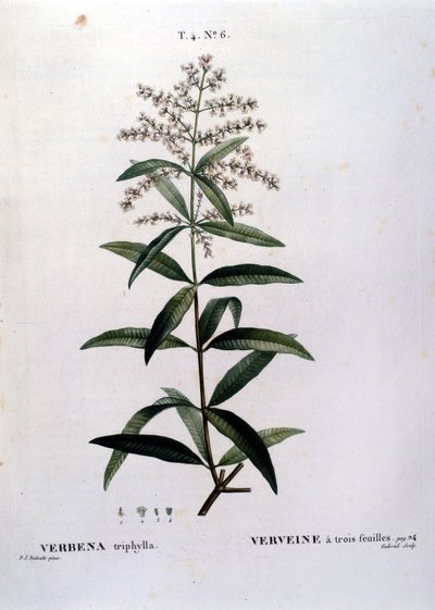 Die Verbene. Gravur aus dem 19. Jahrhundert von Unknown artist