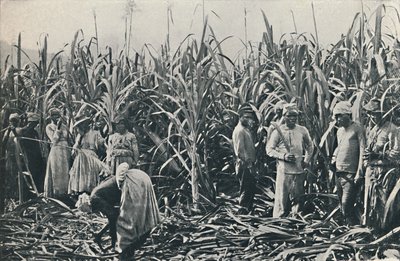 Eine Zuckerrohrplantage, 1916 von Valentine and Sons Ltd