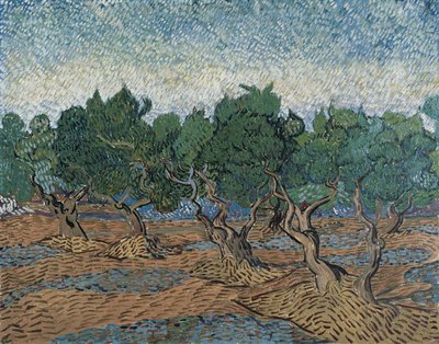 Olivenhain von Vincent van Gogh