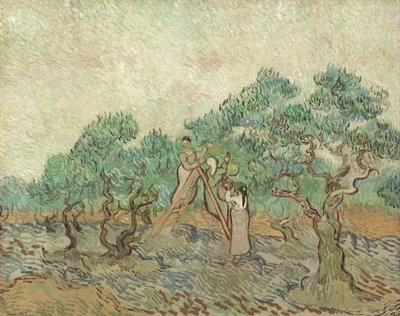Der Olivenhain, 1889 von Vincent van Gogh