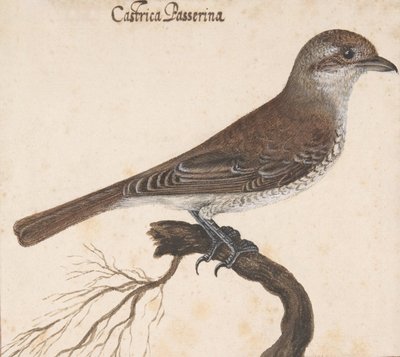 Castrica Passerina von Vincenzo Leonardi