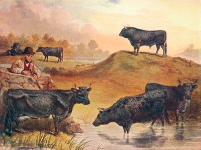 Kerry-Rinder, ca. 1903-1910 von WA Woods