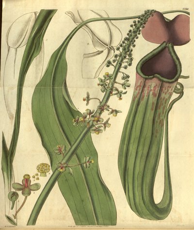 Nepenthes khasiana aus Curtis