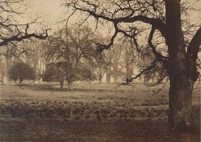 Windsor Park, Hirschfütterung von W. H. Nicholl