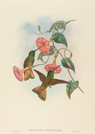 Buffschwanz-Sternfront von W. Hart