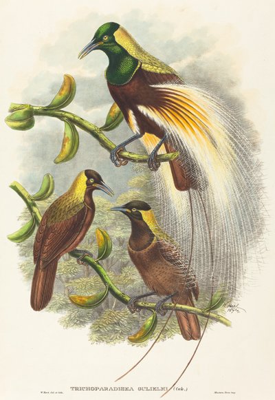 Trichoparadisea Gulielmi von W. Hart