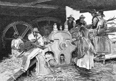 Zuckerrohr zerquetschen, 1886 von W. Mollier