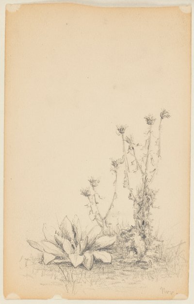 Studie von Wildpflanzen von Walter Clark