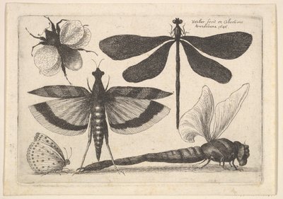 Libellen und eine Hummel, 1646 von Wenceslaus Hollar