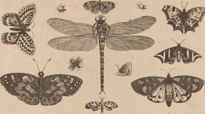 Libelle, Marienkäfer und Schmetterlinge von Wenceslaus Hollar