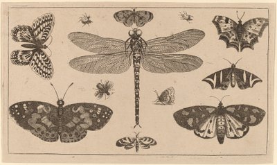 Libelle, Marienkäfer und Schmetterlinge von Wenceslaus Hollar