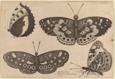 Vier Schmetterlinge von Wenceslaus Hollar