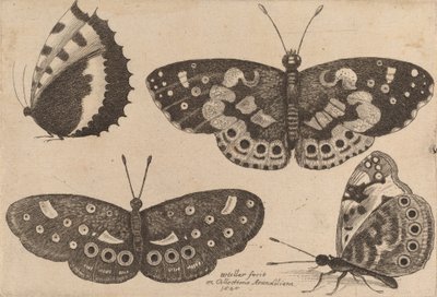 Vier Schmetterlinge von Wenceslaus Hollar