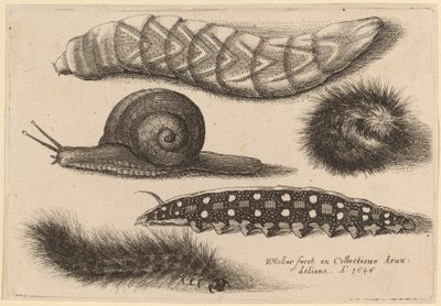 Vier Raupen und eine Schnecke von Wenceslaus Hollar