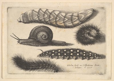 Vier Raupen und eine Schnecke von Wenceslaus Hollar