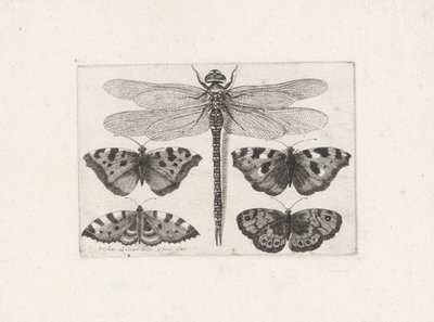 Libelle und vier Schmetterlinge von Wenceslaus Hollar