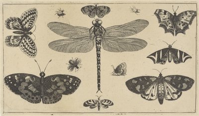 Libelle, Marienkäfer und Schmetterlinge von Wenceslaus Hollar