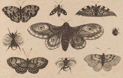 Motten, Schmetterlinge und Bienen von Wenceslaus Hollar