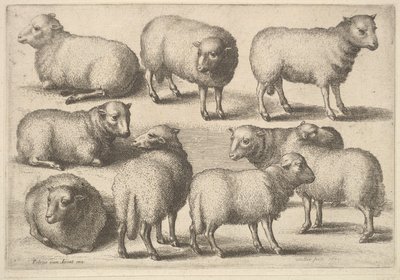 Neun Schafe von Wenceslaus Hollar