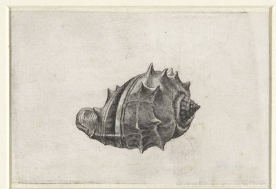 Schnecke, Melongena Melongena (Schnecken) von Wenceslaus Hollar