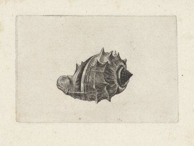 Schnecke, Melongena Melongena von Wenceslaus Hollar