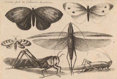 Sechs Insekten von Wenceslaus Hollar