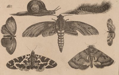 Sechs Insekten, eine Raupe und eine Schnecke von Wenceslaus Hollar