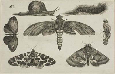 Sechs Insekten, eine Raupe und eine Schnecke von Wenceslaus Hollar