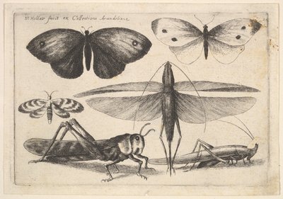 Sechs Insekten, 1646 von Wenceslaus Hollar