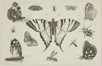 Schwalbenschwanz-Schmetterling und zwölf andere Insekten von Wenceslaus Hollar