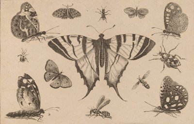 Schwalbenschwanz-Schmetterling und zwölf andere Insekten von Wenceslaus Hollar