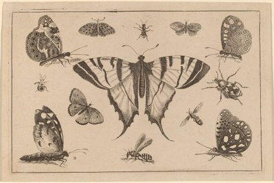 Schwalbenschwanz und zwölf andere Insekten von Wenceslaus Hollar