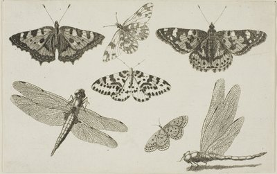 Zwei Libellen und fünf Schmetterlinge von Wenceslaus Hollar