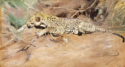 Ein Leopard von Wilhelm Kuhnert