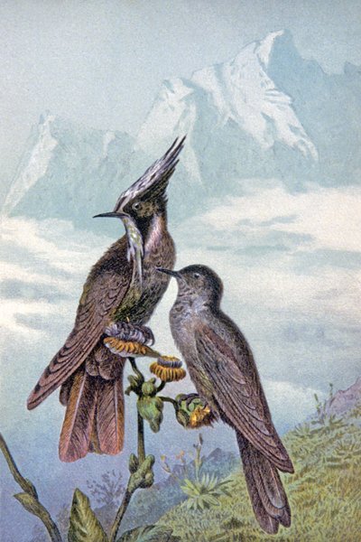 Kolibrimaske, ca. 1910 (Illustration) von Wilhelm Kuhnert