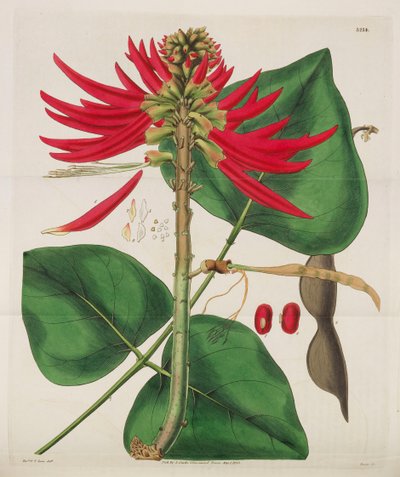 Botanisches Magazin, 1787-1833 von William Curtis