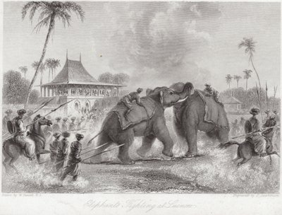 Kämpfende Elefanten in Lucknow von William Daniell