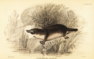 Schnabeltier, Ornithorhynchus anatinus von William Dickes