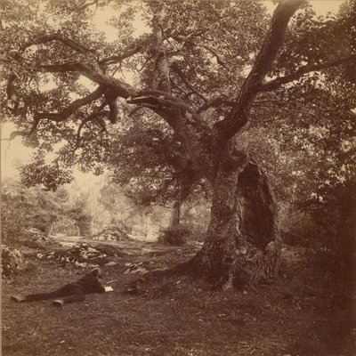 Wald von Fontainebleau von William Drooke Harrison