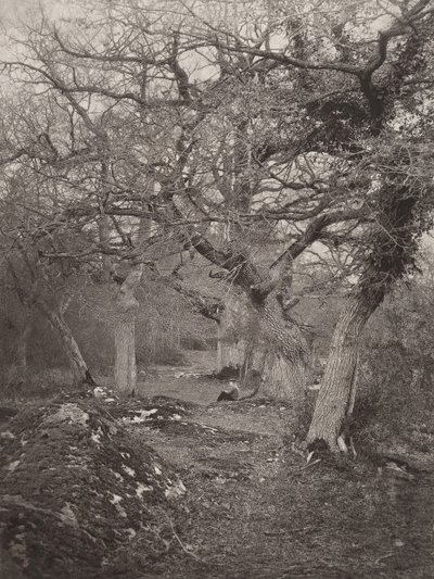 Forêt de Fontainebleau, 1870er von William Harrison