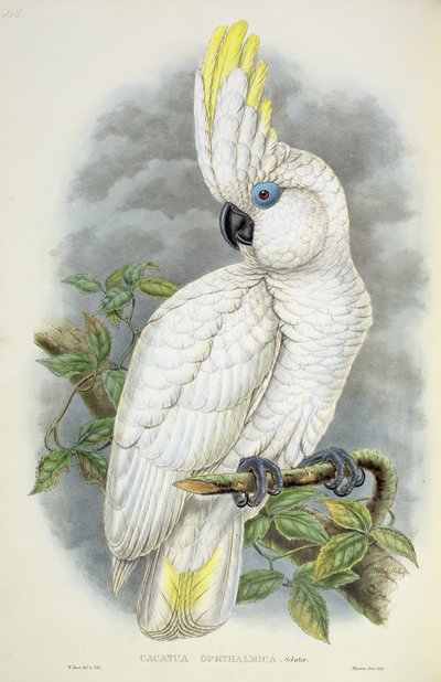 Blauäugiger Kakadu von William Hart