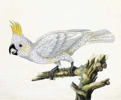 Kakadu, 1779 von William Hayes