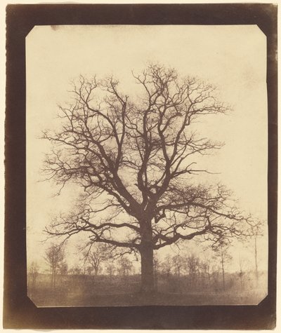 Eine Eiche im Winter von William Henry Fox Talbot
