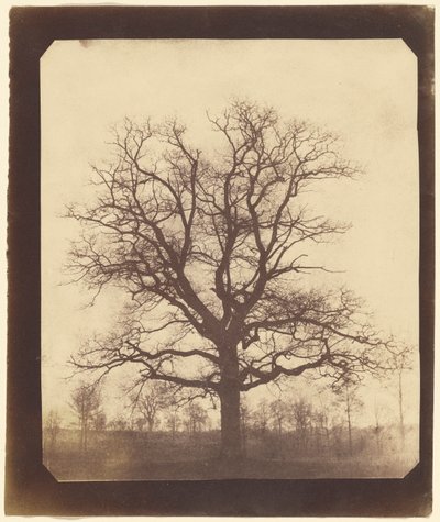Eiche im Winter von William Henry Fox Talbot