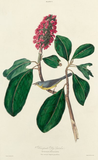 Bonaparte-Fliegenschnäpper von William Home Lizars