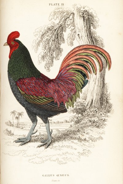 Bronzehahn von Sumatra, Gallus aeneus von William Home Lizars