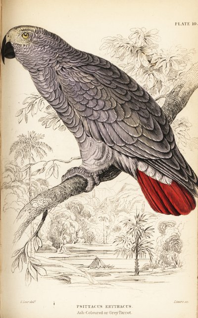 Graupapagei, Psittacus erythacus von William Home Lizars